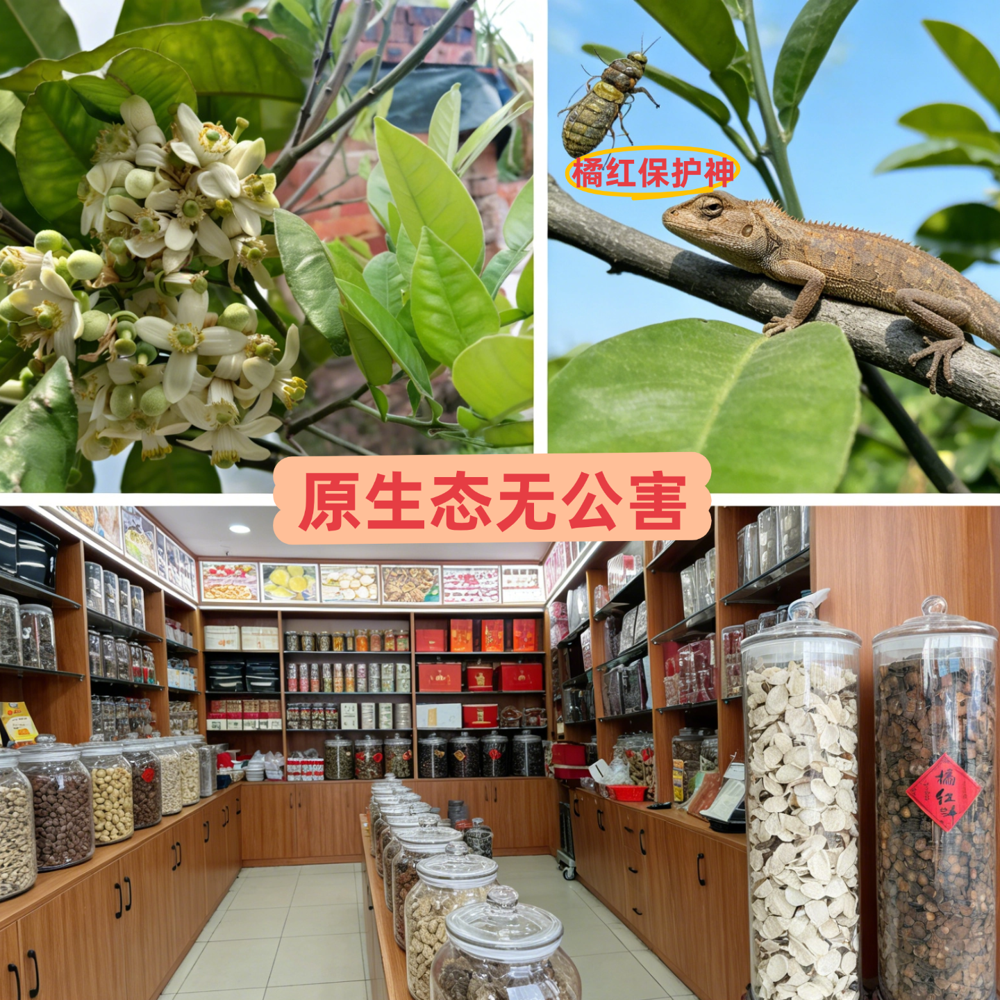 礼至心启动化州橘红文化全球推广计划